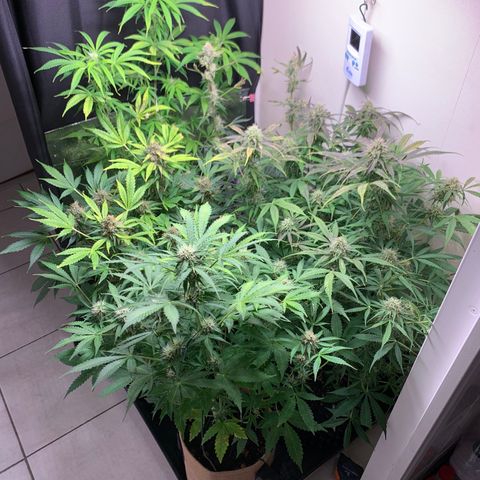 Auto Critical Orange Punch growlog timeline photo