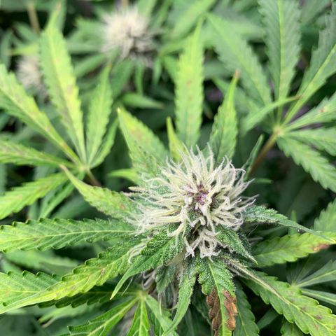 Auto Critical Orange Punch growlog timeline photo