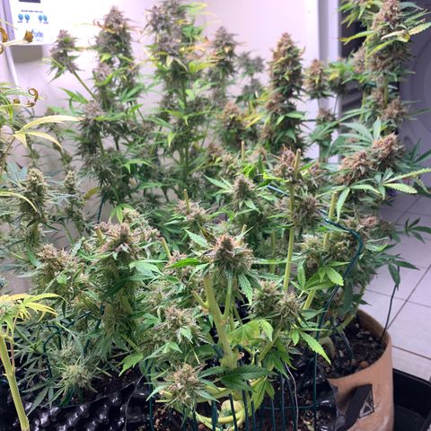 Auto Critical Orange Punch growlog timeline photo