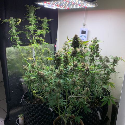 Auto Critical Orange Punch growlog timeline photo