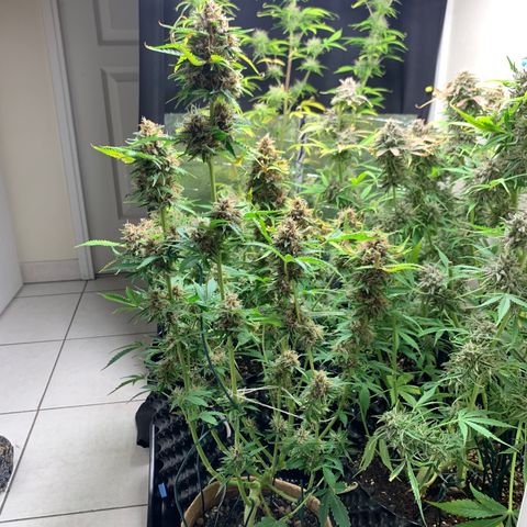 Auto Critical Orange Punch growlog timeline photo
