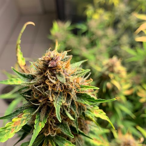 Auto Critical Orange Punch growlog timeline photo