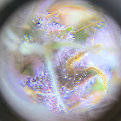 Auto Critical Orange Punch growlog timeline photo
