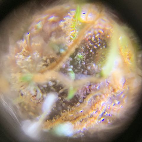 Auto Critical Orange Punch growlog timeline photo