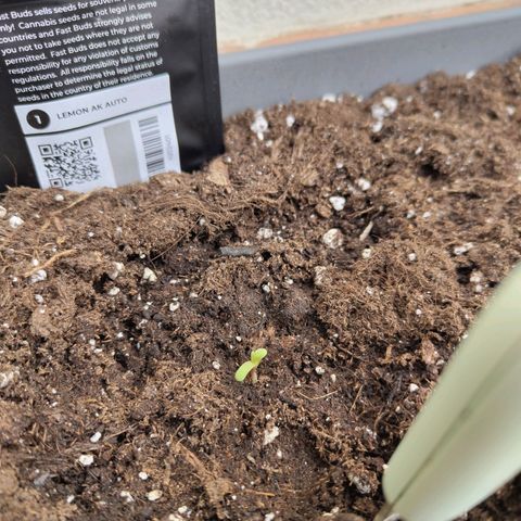 Lemon AK growlog timeline photo