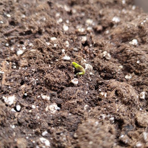 Strawberry Banana growlog timeline photo