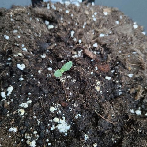 LSD Auto growlog timeline photo