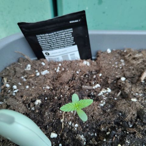 Lemon AK growlog timeline photo