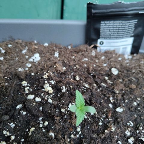 Strawberry Banana growlog timeline photo