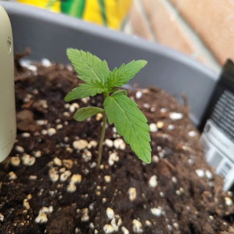 Lemon AK growlog timeline photo