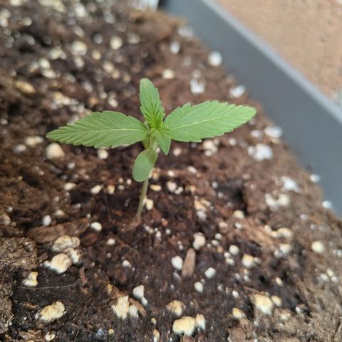 Strawberry Banana growlog timeline photo