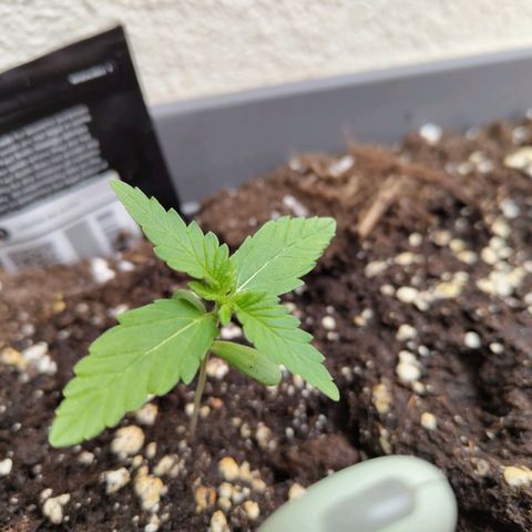 Lemon AK growlog timeline photo