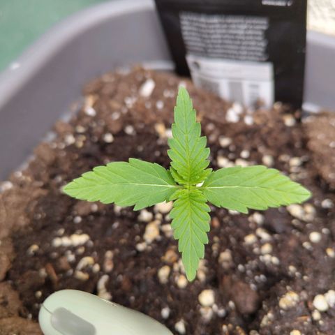 Lemon AK growlog timeline photo