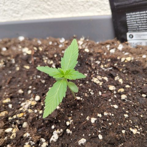 Strawberry Banana growlog timeline photo