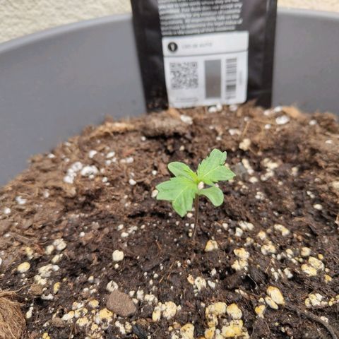 LSD Auto growlog timeline photo