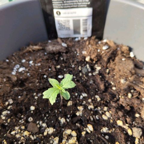 LSD Auto growlog timeline photo