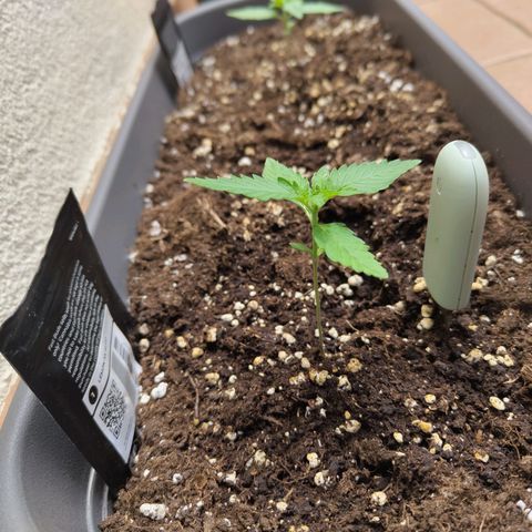 Lemon AK growlog timeline photo