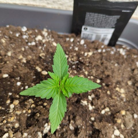 Strawberry Banana growlog timeline photo