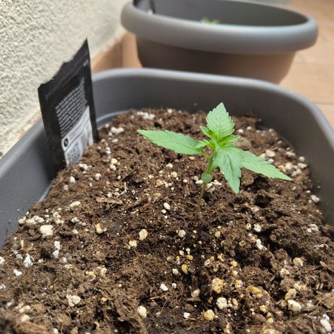 Strawberry Banana growlog timeline photo