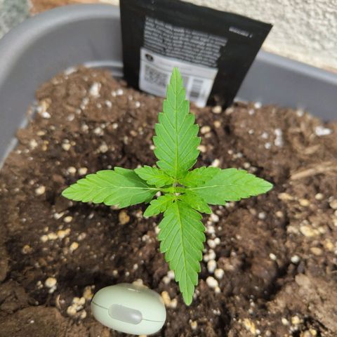 Lemon AK growlog timeline photo