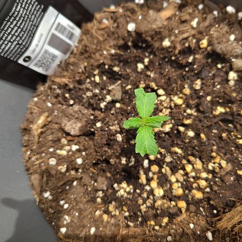 LSD Auto growlog timeline photo