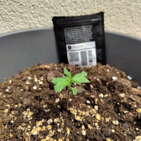 LSD Auto growlog timeline photo