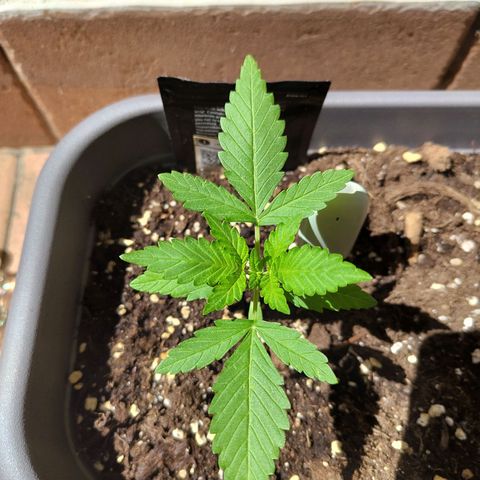 Lemon AK growlog timeline photo
