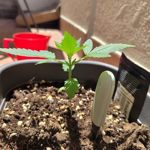 Lemon AK growlog timeline photo