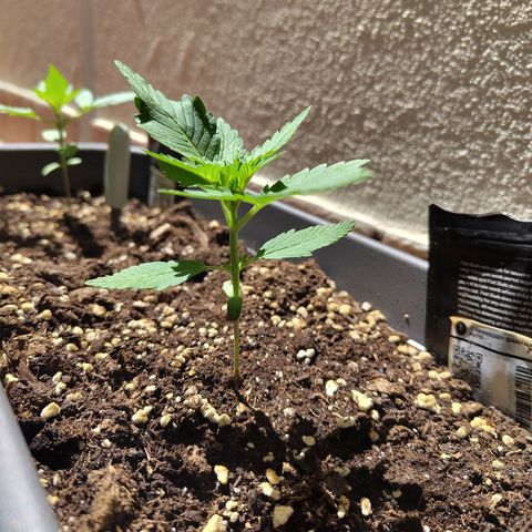 Strawberry Banana growlog timeline photo