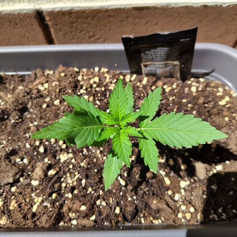 Strawberry Banana growlog timeline photo