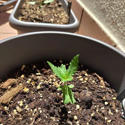 LSD Auto growlog photo: She did this weird thing in like 5 minutes after being exposed to the sun, my guess is that since it's been cloudy for two days she just wants all the sun