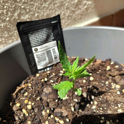 LSD Auto growlog photo: She did this weird thing in like 5 minutes after being exposed to the sun, my guess is that since it's been cloudy for two days she just wants all the sun