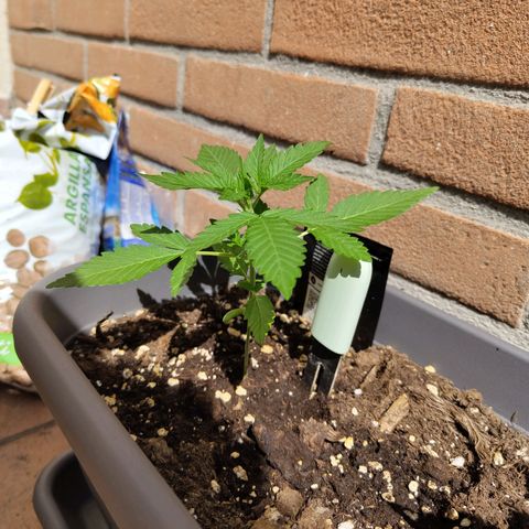 Lemon AK growlog timeline photo