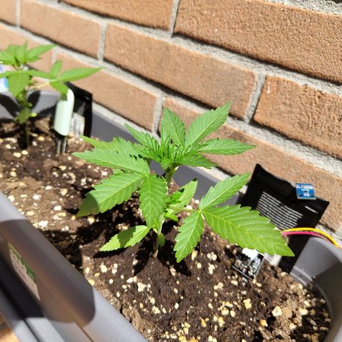Strawberry Banana growlog timeline photo