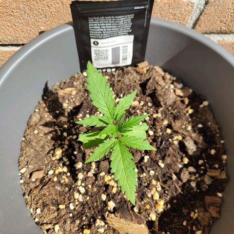 LSD Auto growlog timeline photo