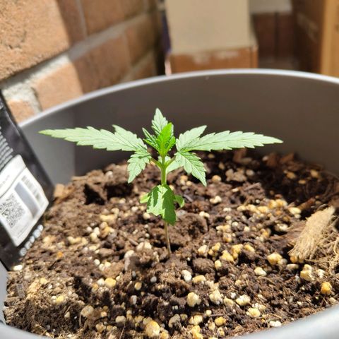 LSD Auto growlog timeline photo