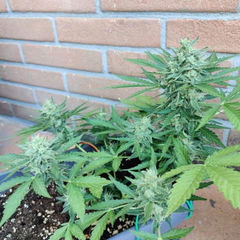 Strawberry Banana growlog timeline photo