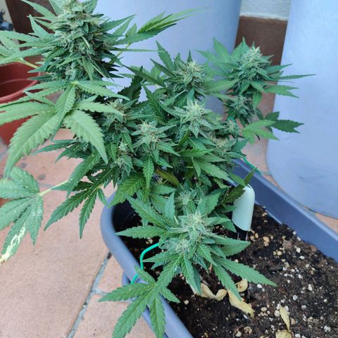 Lemon AK growlog timeline photo