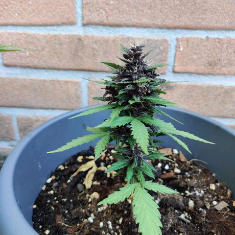 LSD Auto growlog timeline photo