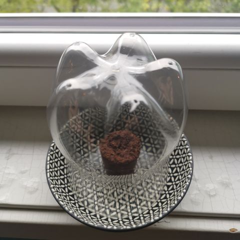Lucia the 2nd growlog timeline photo
