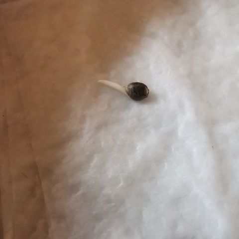 Lucia the 2nd growlog timeline photo
