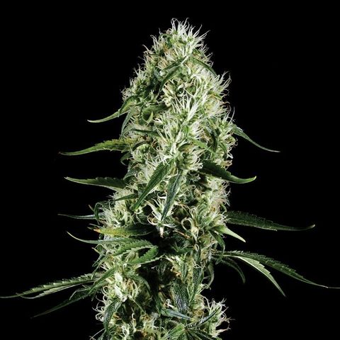 Lucia the 2nd growlog timeline photo