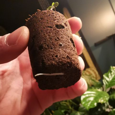 Lucia the 2nd growlog timeline photo