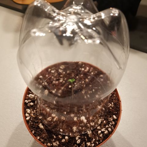 Lucia the 2nd growlog timeline photo