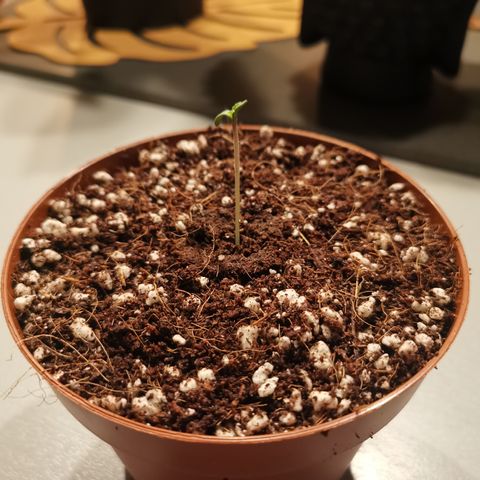 Lucia the 2nd growlog timeline photo