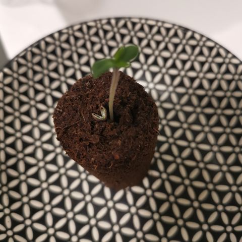 Lucia the 2nd growlog timeline photo