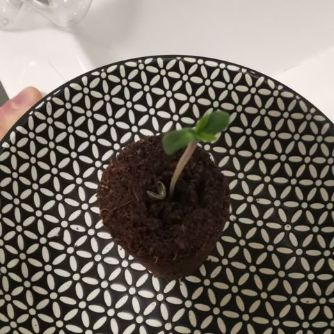 Lucia the 2nd growlog timeline photo