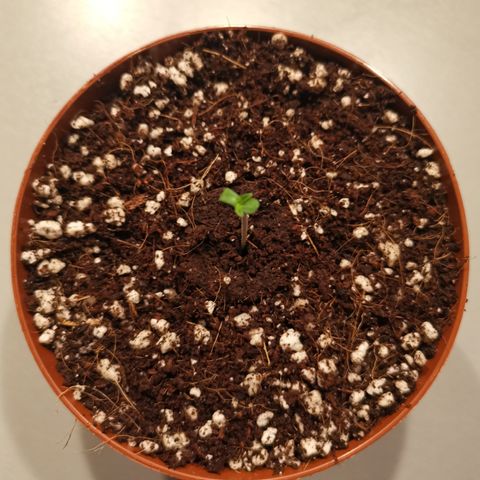 Lucia the 2nd growlog timeline photo