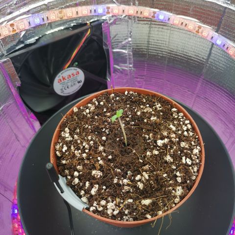 Lucia the 2nd growlog timeline photo
