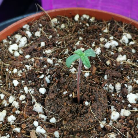 Lucia the 2nd growlog timeline photo